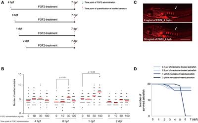 Meclozine Attenuates the MARK Pathway in Mammalian Chondrocytes and Ameliorates FGF2-Induced Bone Hyperossification in Larval Zebrafish